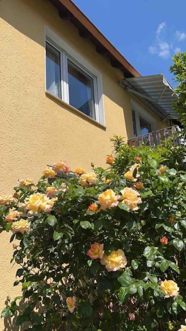 Duesseldorf Messe And Airport, 2-Bedroom Apartment With Kitchen And Garden Duisburg Exteriör bild